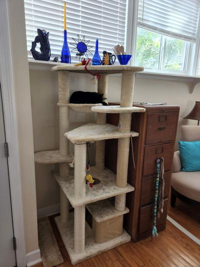 Quinze tries out the new cat tree