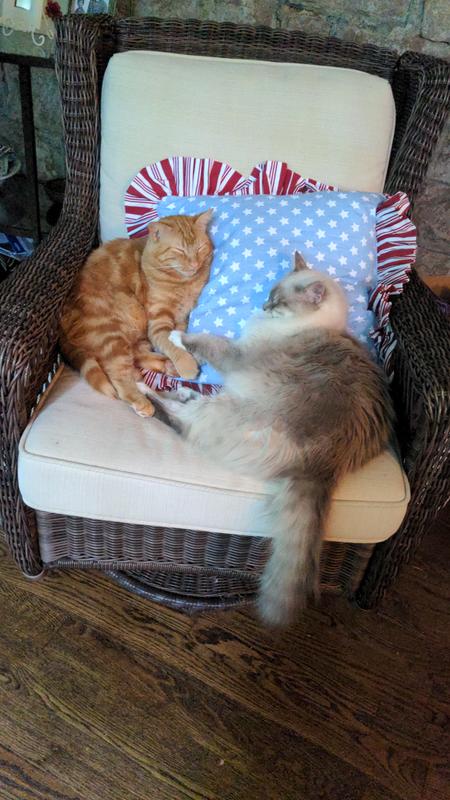 Living their best life, helping sneezy humans to breathe easy again ❤️
