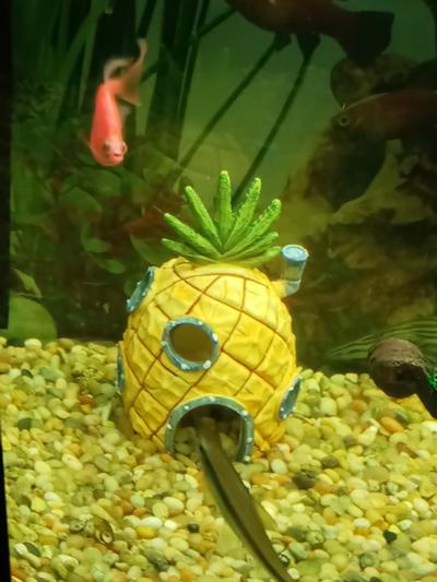 PENN-PLAX SpongeBob Pineapple Home Aquarium Ornament, 6.5-in