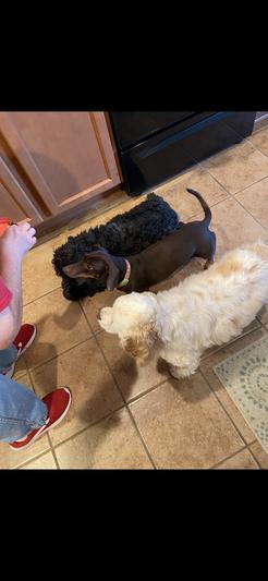 Emily, Sophie and Hunter waiting for their treats
