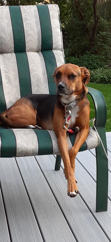 Miss Monkey relaxing on the deck