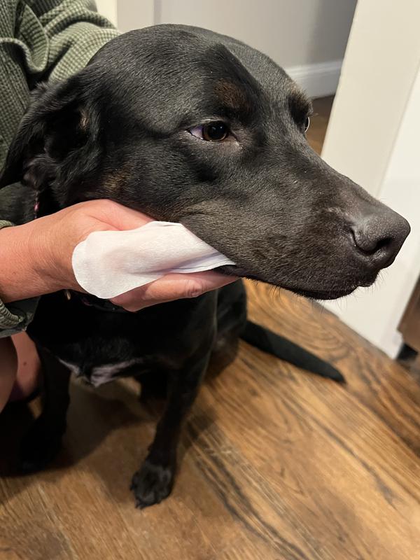 Easily letting me clean her teeth!