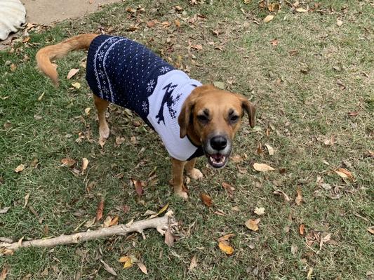The hound who hated clothes now smiles in her sweater!!!
