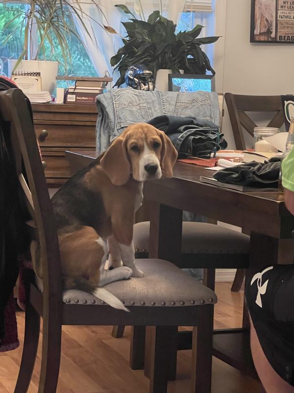 Orijen regional red outlet dog food review