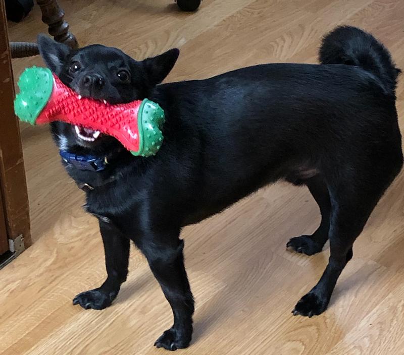 Bear with his favorite toy!