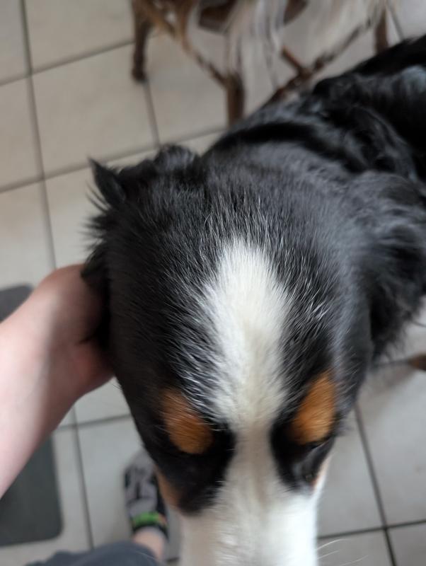 She's a little hard to get photos of but the hair around her ears are straight and soft. I sprayed some on paper towel and rubbered her head and it made the top of her head so fluffy a soft!!