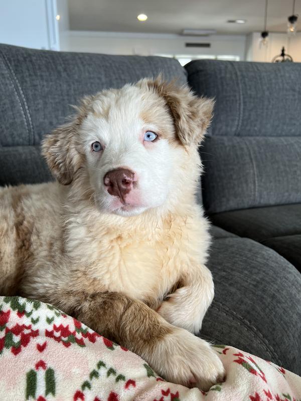 SMARTBONES Twist Sticks Water Buffalo Dog Treats, 50 count