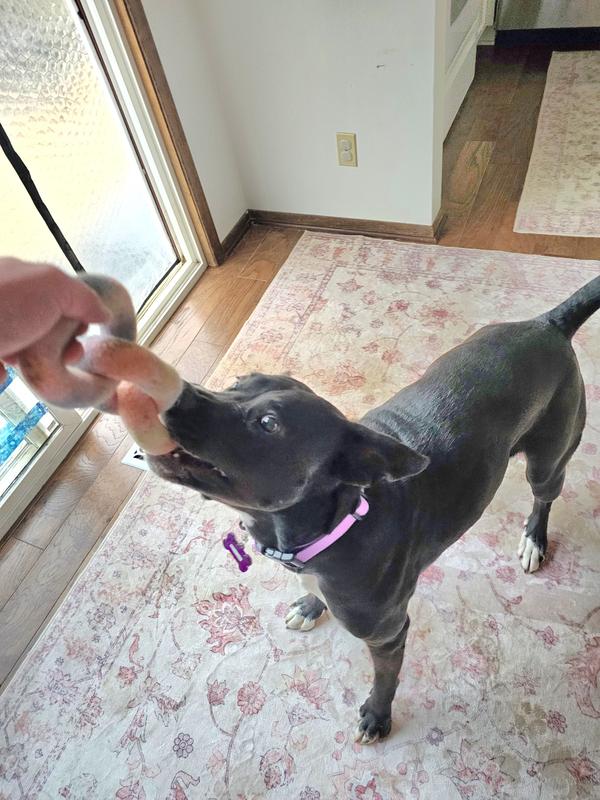My rescue pittie loves it!