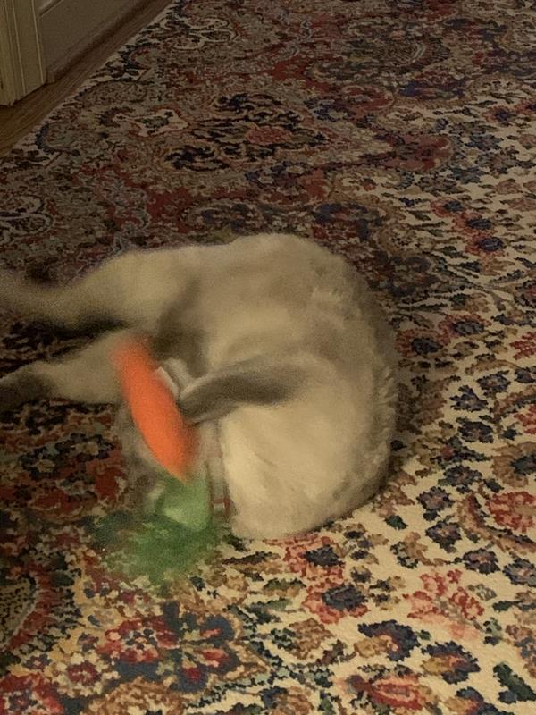 Snuggling with the carrot 😻