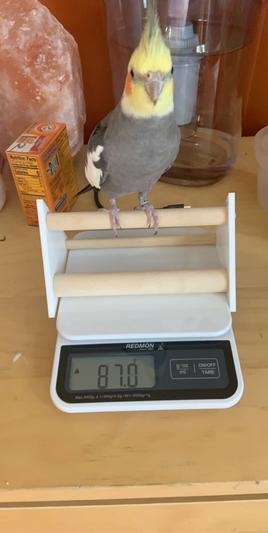 REDMON Digital Small Pet & Bird Scale, White 