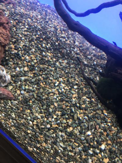 Aqua Natural Gold Pearl Aquarium Gravel, 10-lb bag