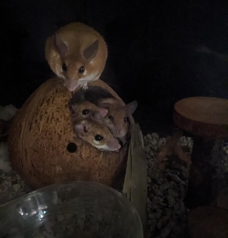These guys will put almost no effort into finding And hiding food but they enjoyed this