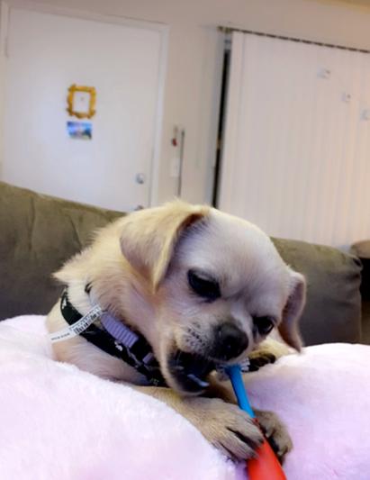 Small dogs can chew on the 360 side if it’s too big for you to brush