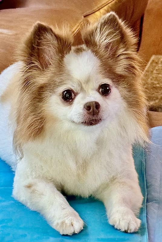 Hankie posing for the camera