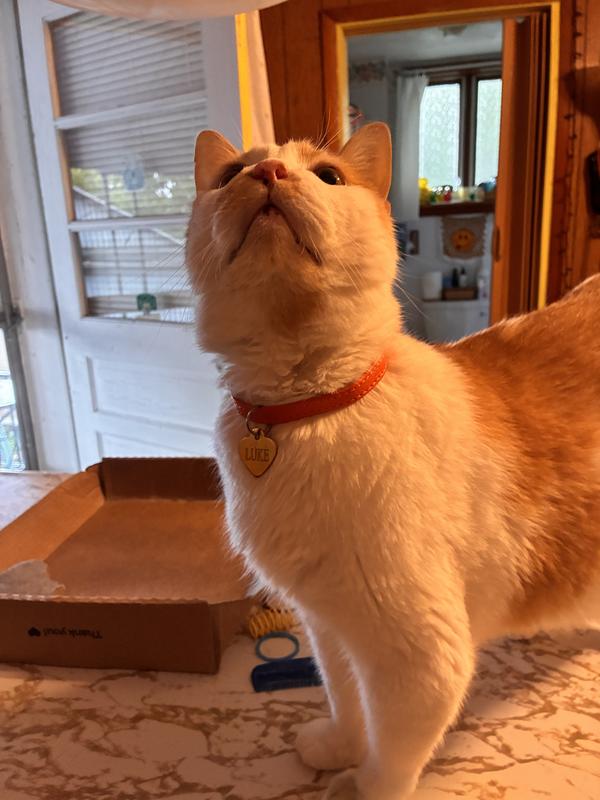 This is Luke showing off his new collar. Handsome fella!