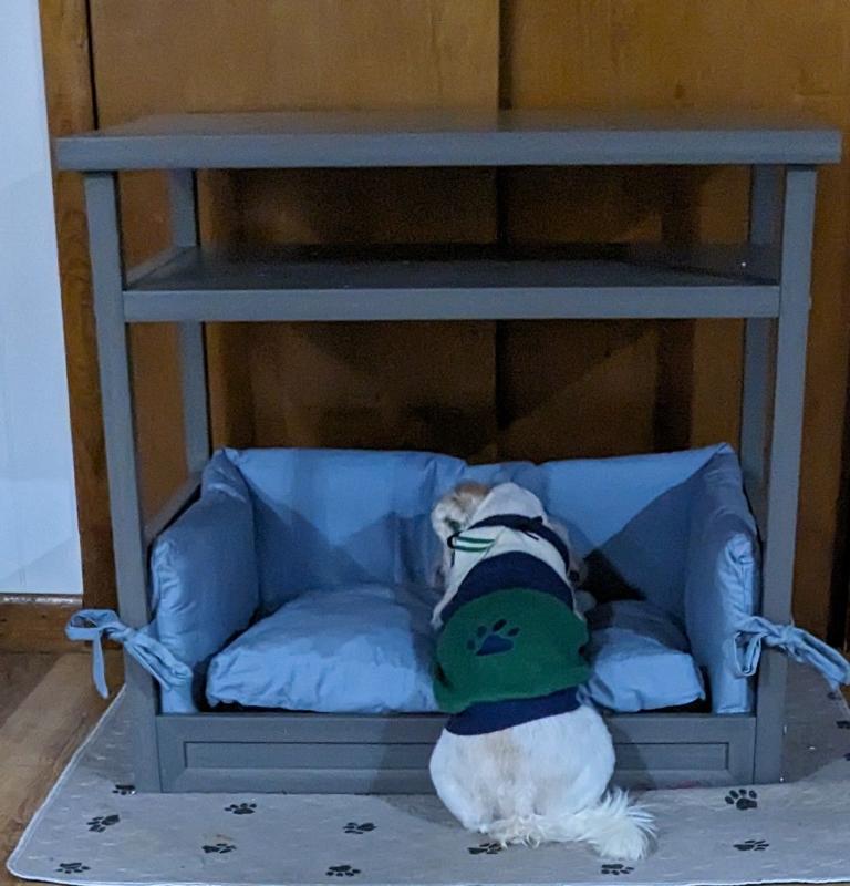 Binx testing out the bed