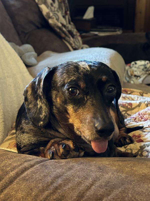 Our beloved chunky Minnie.