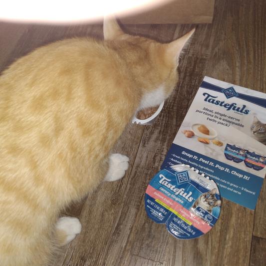 automatic cat toy ball Smart Interactive Cat Toy Ball Automatic Rolling  NoKa&AuroraStone
