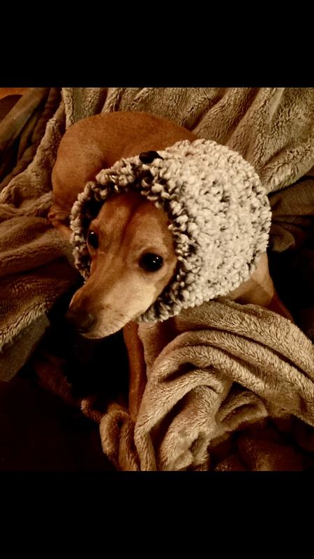My min-pin trying on the snood!