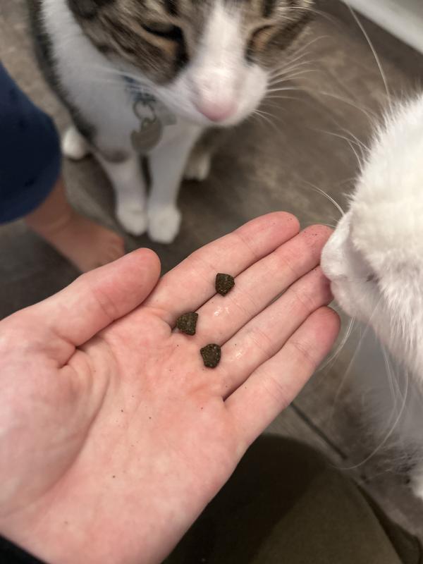 The kibble is smaller and darker than they are used to