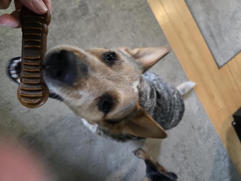 Eleanor is so dainty taking her treats.