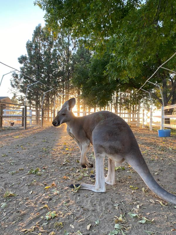 Chillin’ at Back Forty Farms Idaho