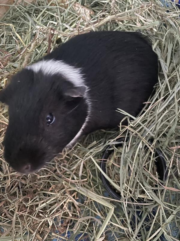 Waiting for his pellets