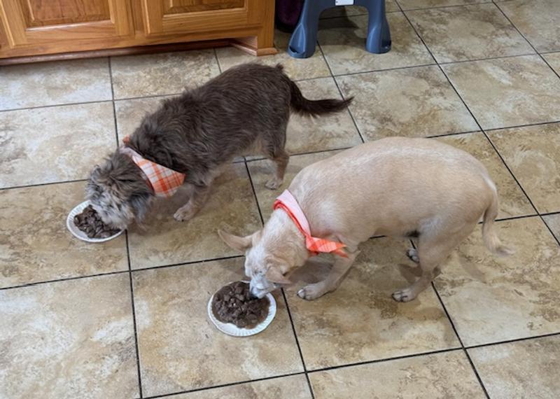 Sasha and Zelda love the flavor!