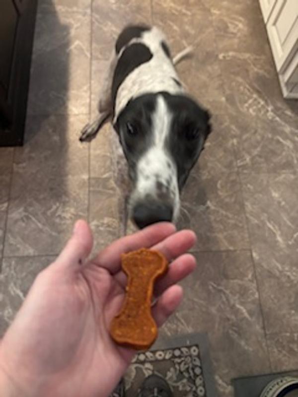 Even the greyhound "sat" for this treat!