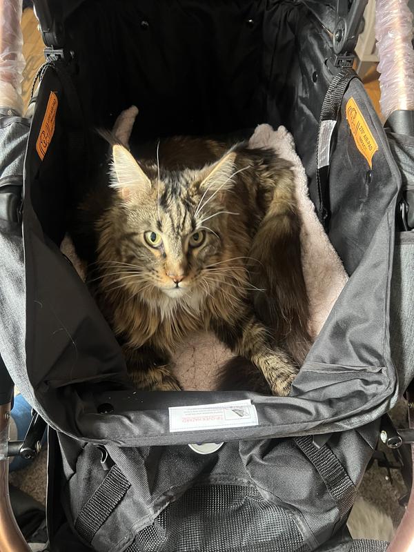 Diablo taking a rest