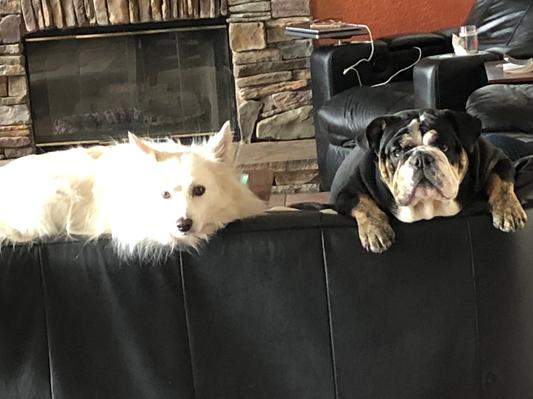 Mooshka and Belle lovin life
