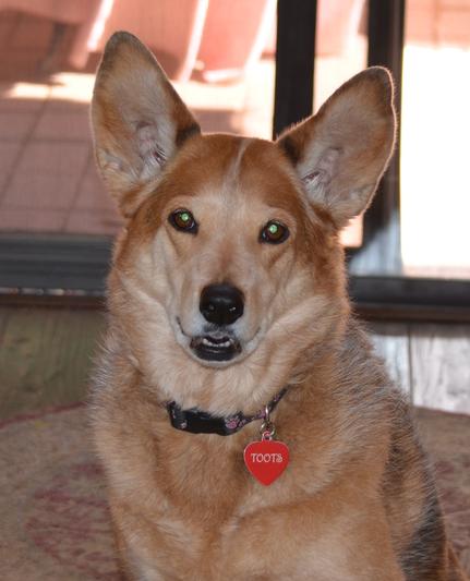 Toots, a twelve year old collie mix