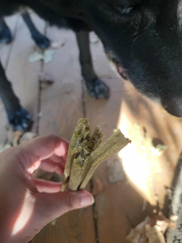 This is after my dog bit into it and it "splintered" but it wasn't sharp. Very interesting spongey texture.