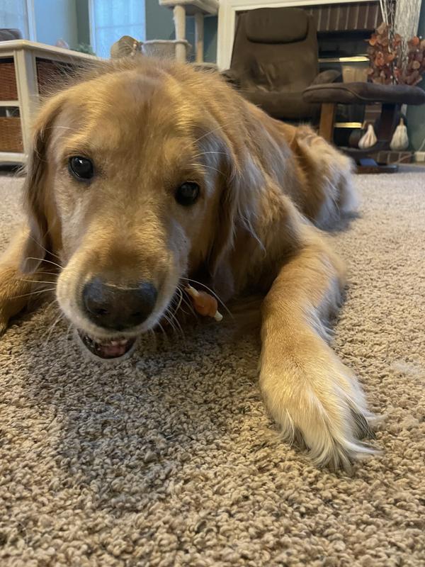 Maverick our 10 year old golden and his favorite kebob treat.