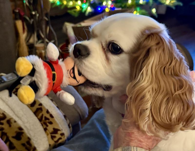 Delilah living her Minnie!