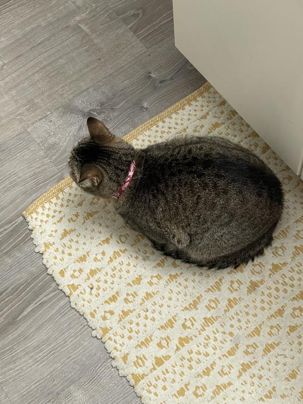 Candle Wick in her pink shark collar :)