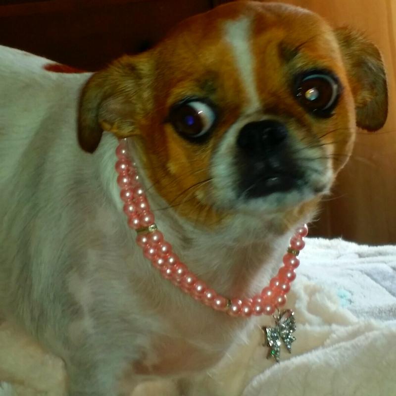 Lollipop says “thank you” to NEXGARD and CHEWY!