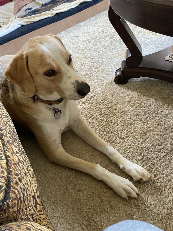 Luke taking a time to listen to Sleepy Puppies