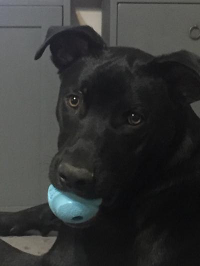 Dexter is back to playing ball!  THANK YOU!!!