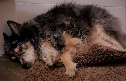 sleeping sound after Cesar's dinner