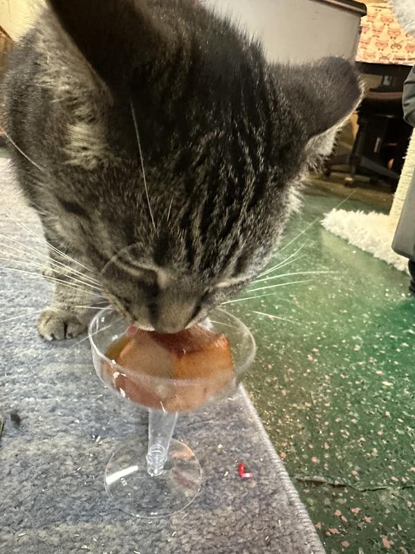 Dodie enjoying Fancy Feast Gems Mousse Pate