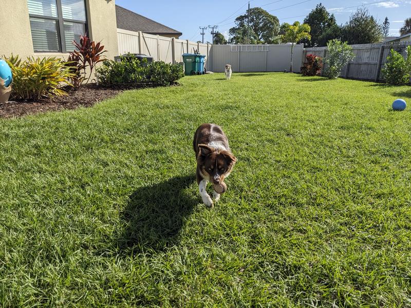 Journey retrieving the ball.