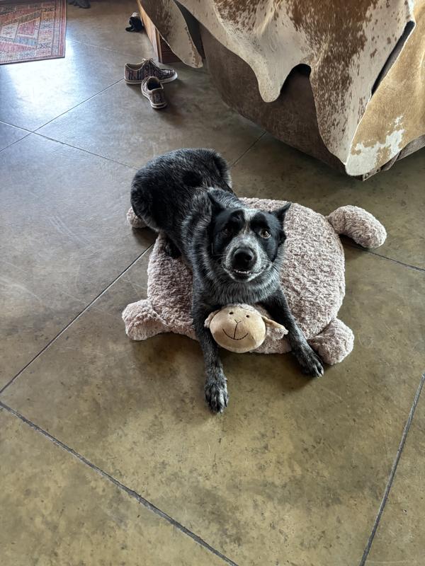 Gus the Cattle Dog Loves to Jump on