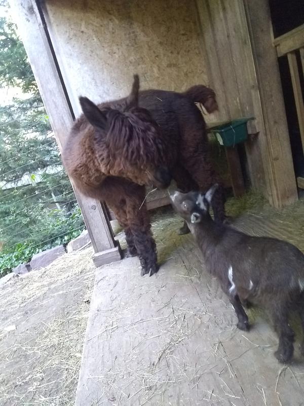 Happy Damarcus with his buddy Devon