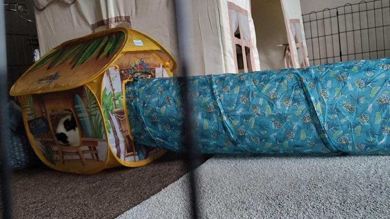 Margaritaville Bunny Tunnel