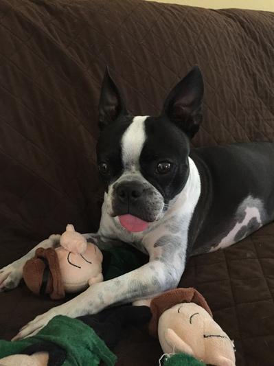 Murphy with his favorite toy