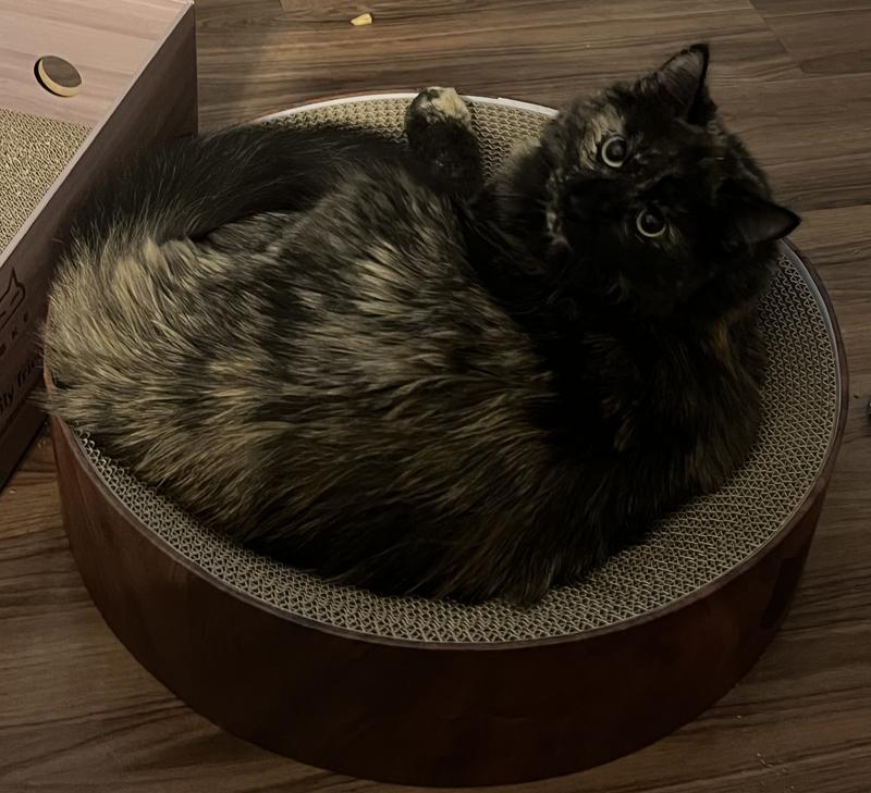 Perfect size for a chonk!