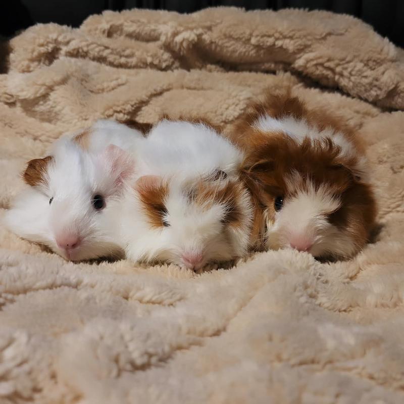 They babies enjoyed eating this food.