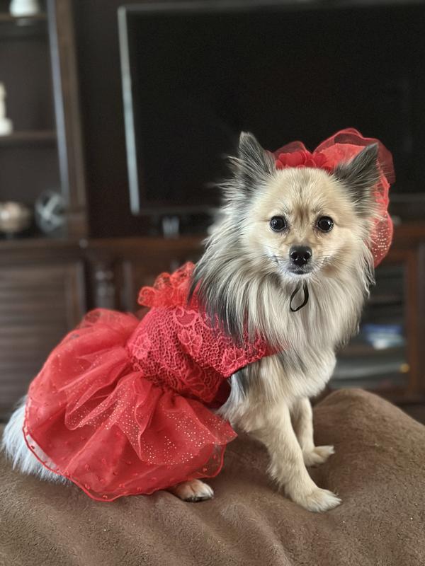 open lace back dress Doggie Design Cherry Stripe Harness Dress with Matching Leash (Medium)