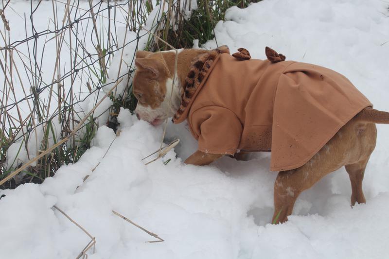 Hotel Doggy Corduroy Dog Coat